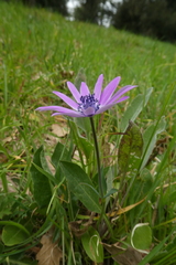 Anemone hortensis
