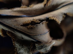 Doryopteris angelica