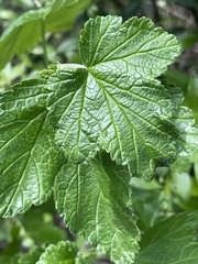 Ribes magellanicum