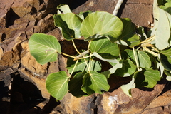 Ficus abutilifolia