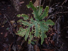 Doryopteris angelica