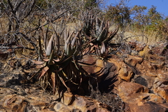 Aloe spicata