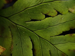 Doryopteris angelica