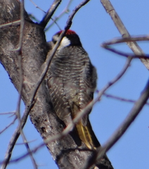 Chloropicus namaquus