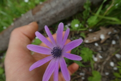 Anemone hortensis