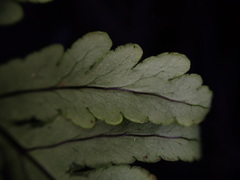 Doryopteris angelica