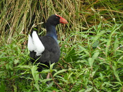 Porphyrio melanotus melanotus