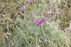 Vicia eriocarpa