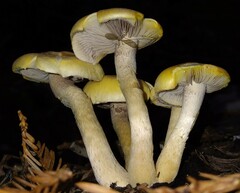 Entomophthorales