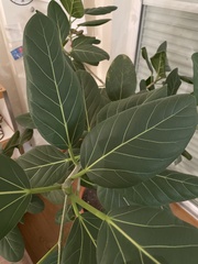 Ficus benghalensis
