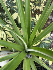 Agave decipiens