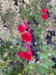 Salvia lemmonii