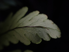 Doryopteris angelica