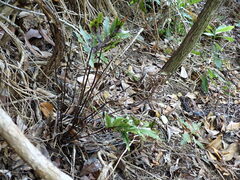 Doryopteris angelica
