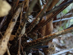 Doryopteris angelica