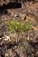 Crassula sarcocaulis