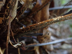 Doryopteris angelica