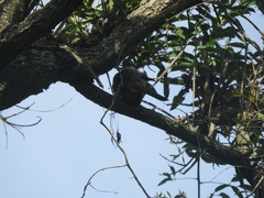 Coccyzus melacoryphus