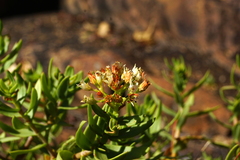 Crassula sarcocaulis