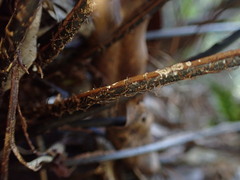 Doryopteris angelica