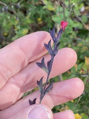 Salvia lemmonii