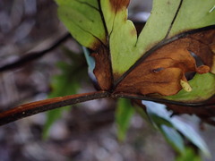Doryopteris angelica