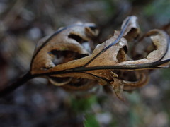 Doryopteris angelica