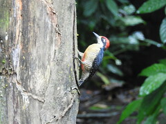 Melanerpes pucherani