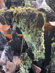 Cladonia peziziformis