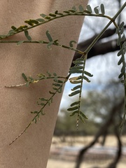 Prosopis velutina