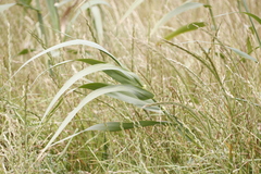 Arundo donax