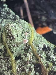 Cladonia peziziformis