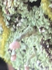 Cladonia peziziformis