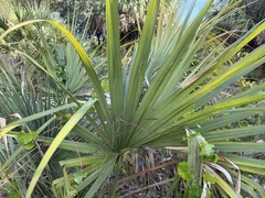 Sabal palmetto