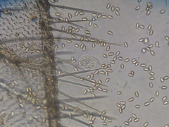 Entomophthorales