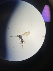 Proctotrupoidea