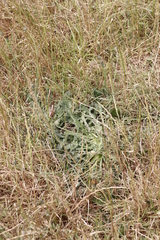 Hypochaeris radicata