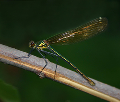 Calopteryx amata