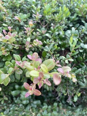 Myrcianthes fragrans