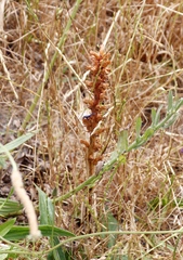 Orobanche minor