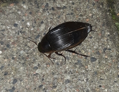 Dytiscus dimidiatus