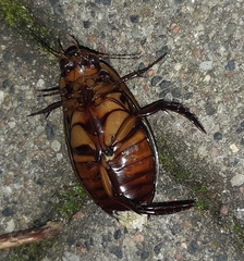 Dytiscus dimidiatus