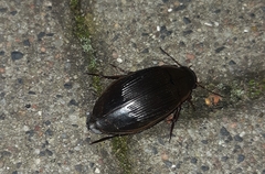 Dytiscus dimidiatus