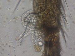 Entomophthorales