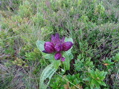 Gentiana pannonica