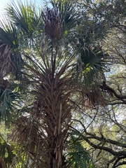 Sabal palmetto
