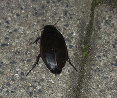 Dytiscus dimidiatus