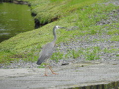 Egretta novaehollandiae novaehollandiae