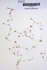 Ranunculus flammula ovalis