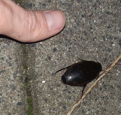 Dytiscus dimidiatus